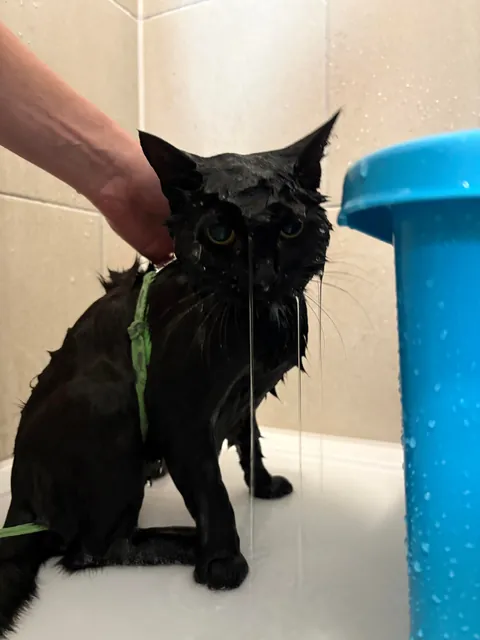 Lucy was very smelly today, so she got a bath/shower. She was not happy, but I’m grateful she didn’t tear me to shreds