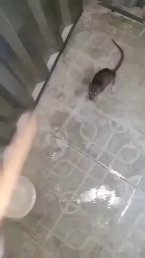 A normal rat