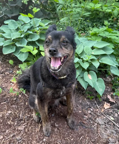 Rescue Pup is 10 y/o Today