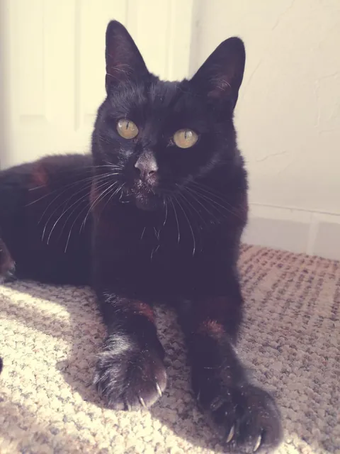 My Jingles left this world suddenly on Friday, just want some strangers to appreciate her