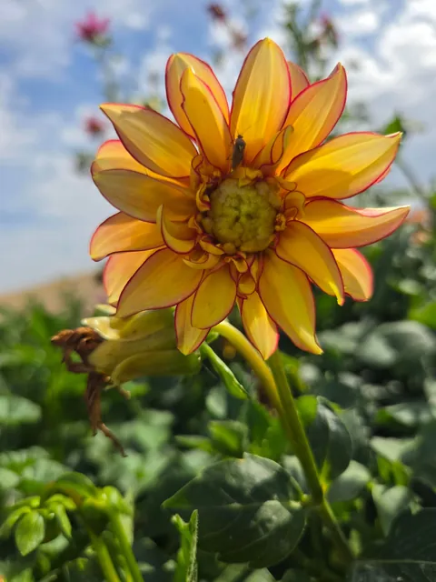 Late summer in the garden
