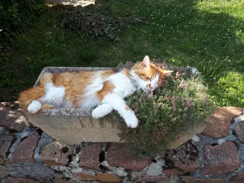 "My mother was wondering why flowers were growing only in half the pot."