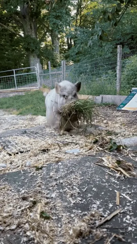 Collecting material for a nice soft nest