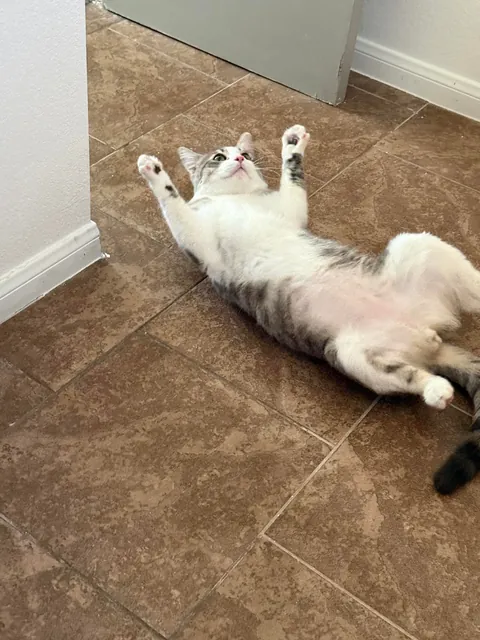 My husband and I adopted our first ever cat yesterday and we’re obsessed with him already!