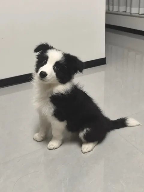 Bean, the Border Collie puppy, sit up straight!