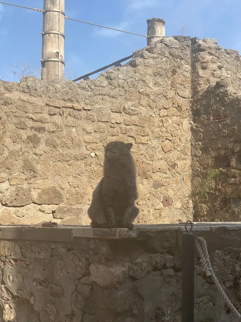 Sweet fur baby who lives in the ruins of Pompeii—enjoying the breeze