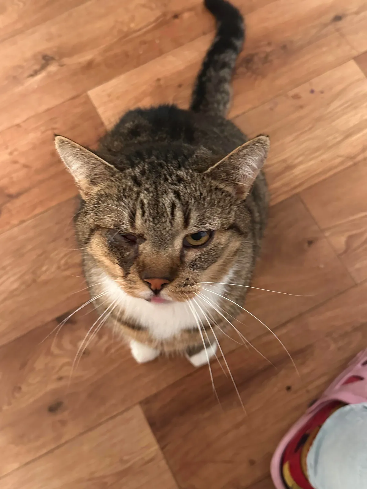 My Sundays are for volunteering at a cat hospice. I think I look forward to it even more than them