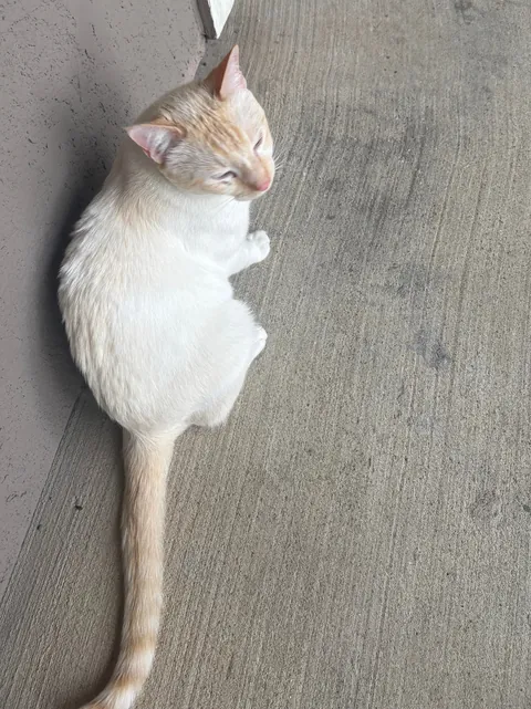 A beautiful boy followed me home today ❤️