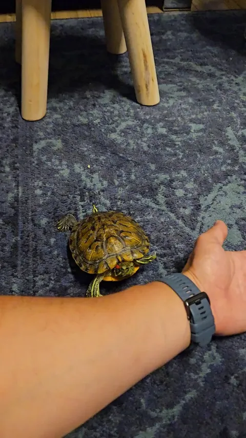 Luigi likes to cuddle in the evening 🥰