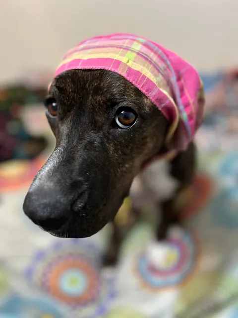 I was adopted 2 years ago today!