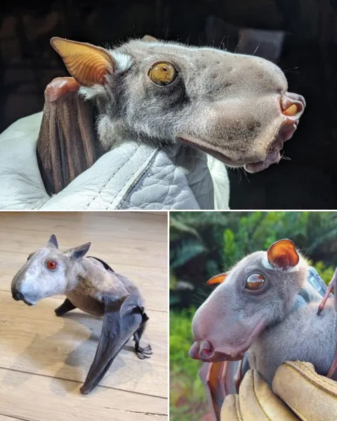 This is the HAMMER HEADED BAT - Africa's largest bat and one of the most bizarre-looking mammals on Earth!