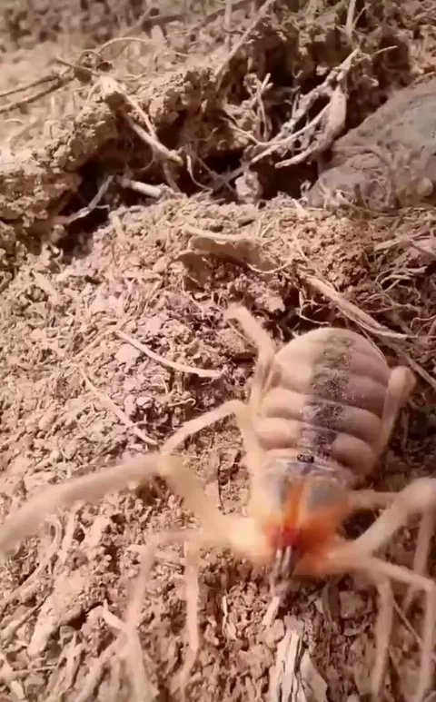 🔥Solifugae (wind scorpion) producing noise in its defensive posture