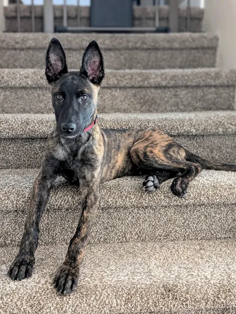 Think I got an order of Daddy Long Legs instead of a pupper !