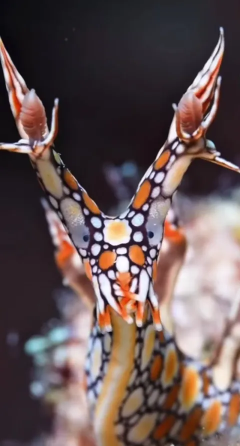 🔥 Bornella Anguilla