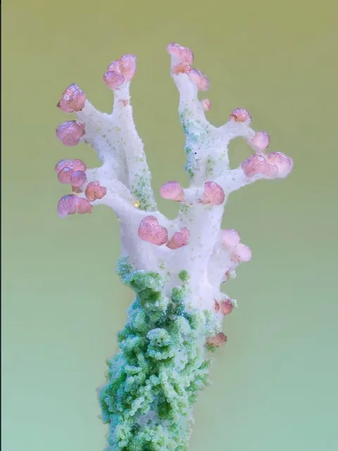 New Zealand photographer takes stunning photos of tiny mushrooms