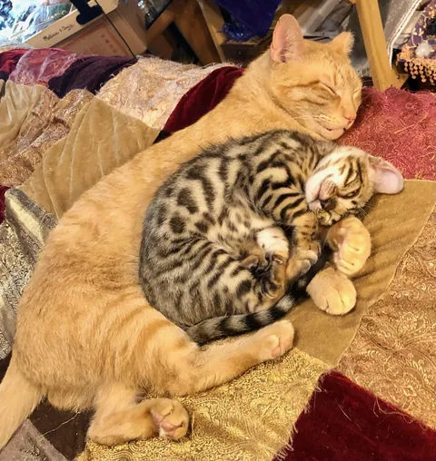 It’s so cute how some cats will take a kitten right in as their own