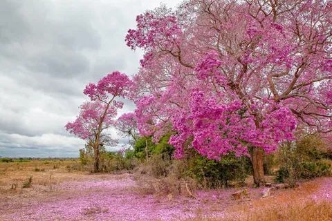 I saw trumpet trees at their peak bloom in the Pantanal, Brazil! [OC] [1280x853] 