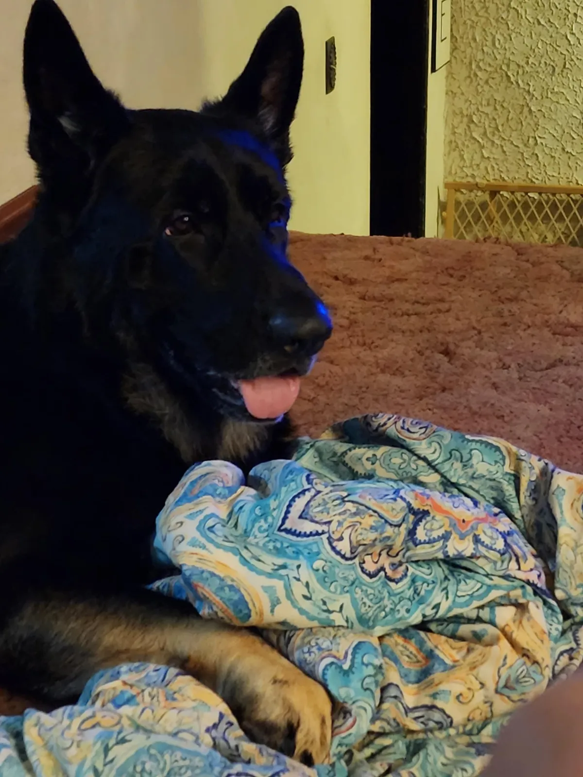 When my dog passed away I made his grave a flower bed and grew wild flowers cause he loved butterflys.