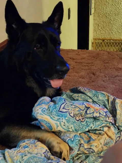 When my dog passed away I made his grave a flower bed and grew wild flowers cause he loved butterflys.