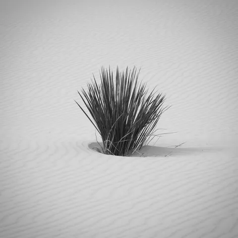 Decided to play with minimalism at White Sands