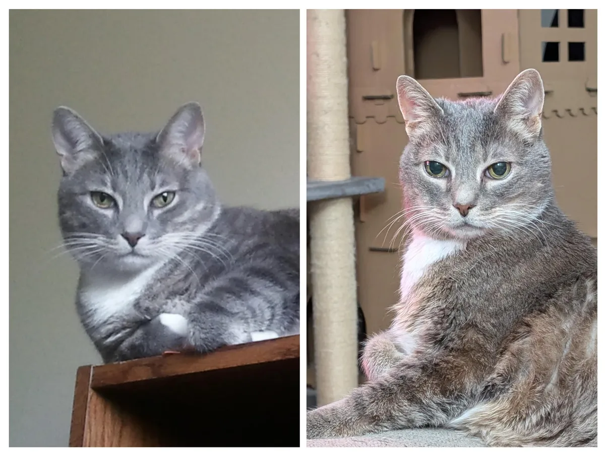 Duncan in 2012 (2 years old) and now (15 years old). Still looking good!
