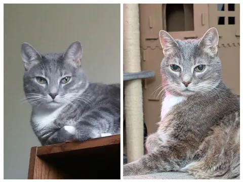 Duncan in 2012 (2 years old) and now (15 years old). Still looking good!