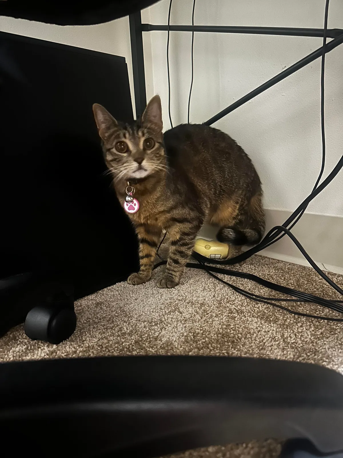 Every time I come home after being away for a prolonged period of time, my cat looks at me like I just broke into to her house