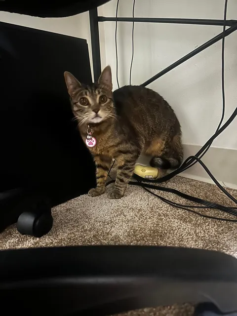 Every time I come home after being away for a prolonged period of time, my cat looks at me like I just broke into to her house