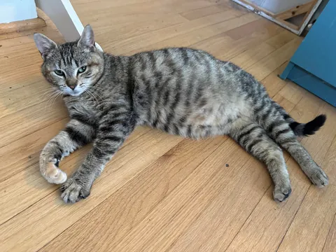 Honey was a pregnant kitty I took in from outside. Here are her first days as an indoor kitty. She had 3 beautiful babies 2 weeks later. The last pics are from when she was living outside.