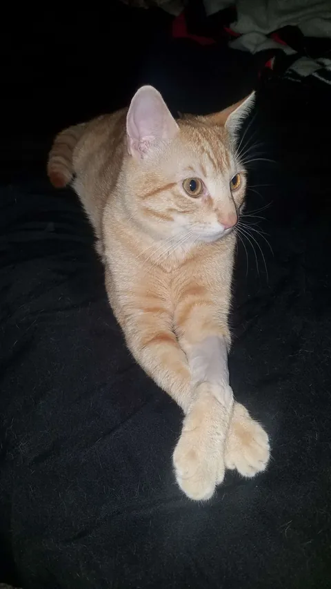 I miss my cat so I need to see everyone's cats