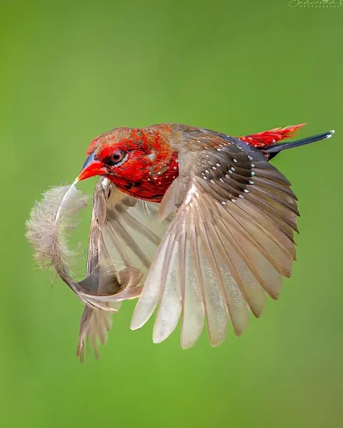 wildlife photography from the Indian wilderness