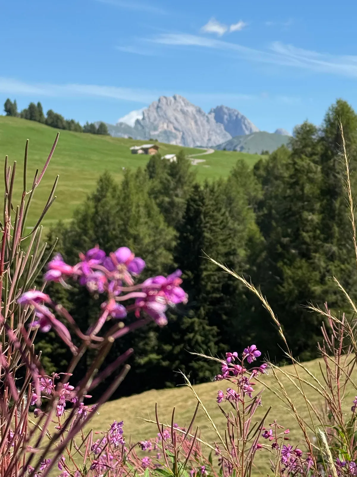 Dolomites and Venice this summer