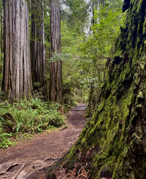 🔥Path through the redwoods