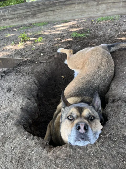 Happy 8th birthday to the very appropriately named Dusty!