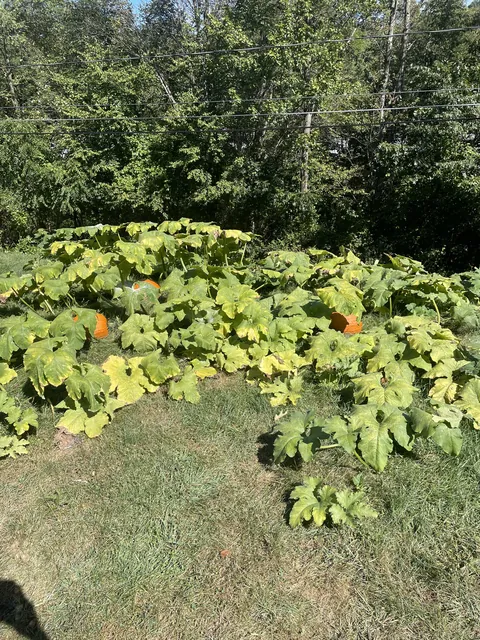 Never grew pumpkins before, what’s going on? More down below please read it all.