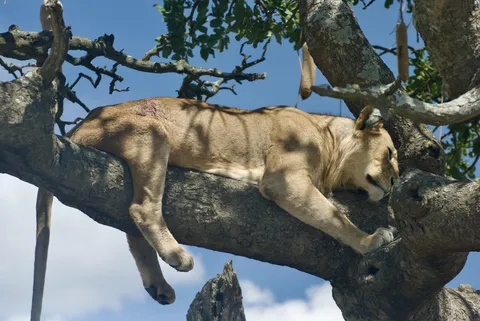 🔥 Young Male Lion Resting in a Sausage Tree after an Injury, Serengeti 🔥