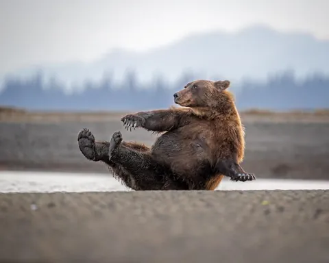 🔥🔥the Best funny nature pics