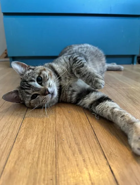 Honey was a pregnant kitty I took in from outside. Here are her first days as an indoor kitty. She had 3 beautiful babies 2 weeks later. The last pics are from when she was living outside.