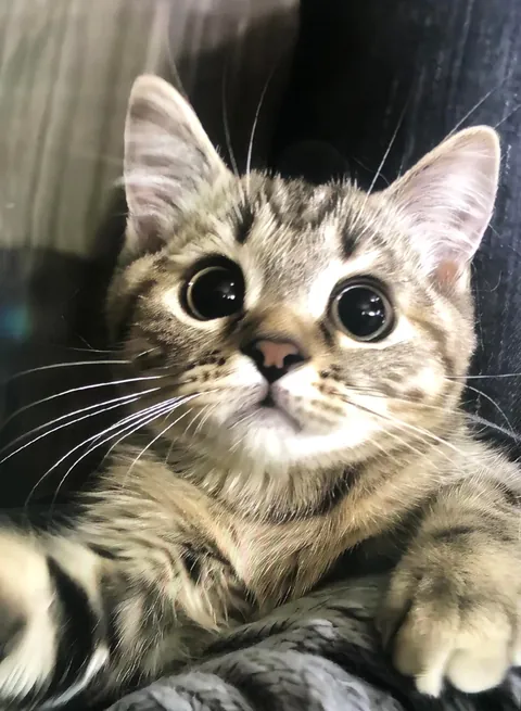 When I was eating snacks, my cat looked at me like this.