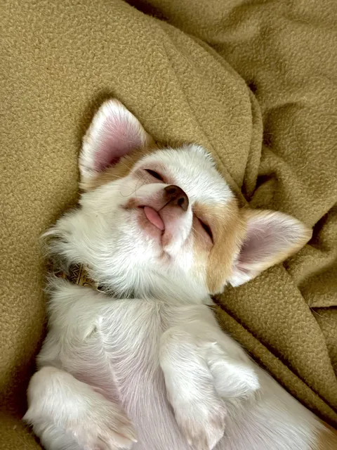 Certified derp sleeper: 10/10 would snore again.