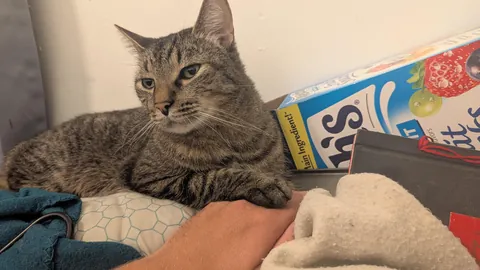 How do I rehome a cat? I don't want to, I love him, but I'm going to be homeless in a few days.