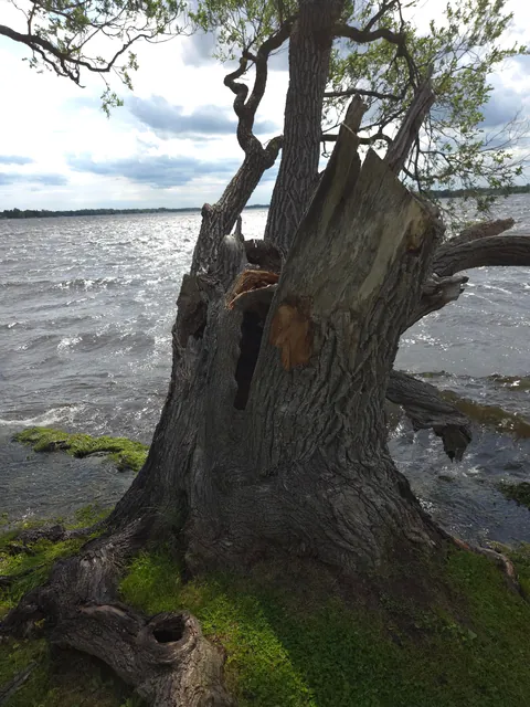 This tree has been split apart, hollowed out, battered by storms, and still refuses to stop growing. [Discussion]