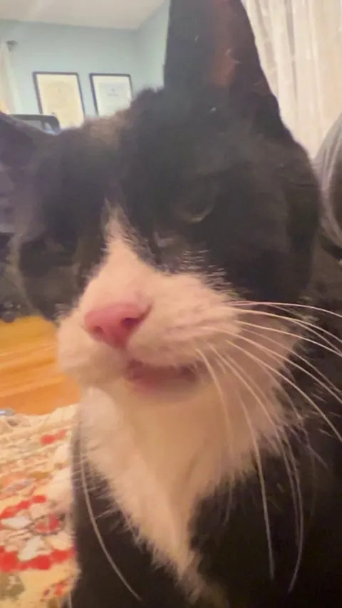 Trying to decide when to put cat down.