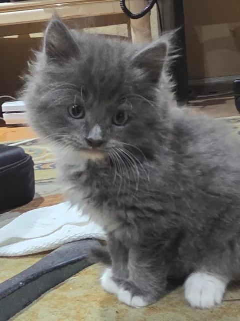 Found him abandoned in a nature reserve