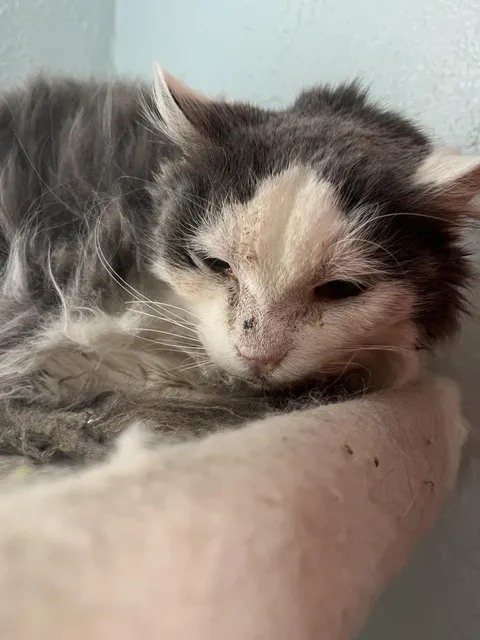 Saying goodbye to my firstborn child tomorrow. She was such a good friend.