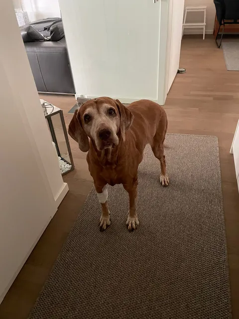 I am very old, plz pet me