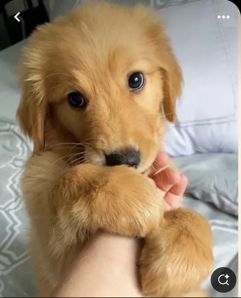 Say hello to this adorable golden retriever.