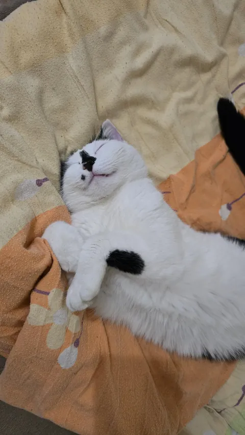 Found her after work sleeping like that