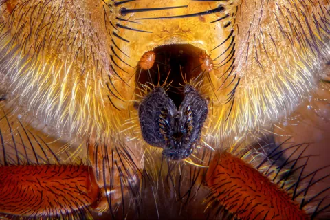🔥 This super-detailed photo of a common housefly. Swipe for zoomed pictures.
