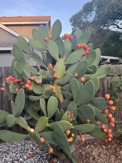 Felt like showing off this big beauty